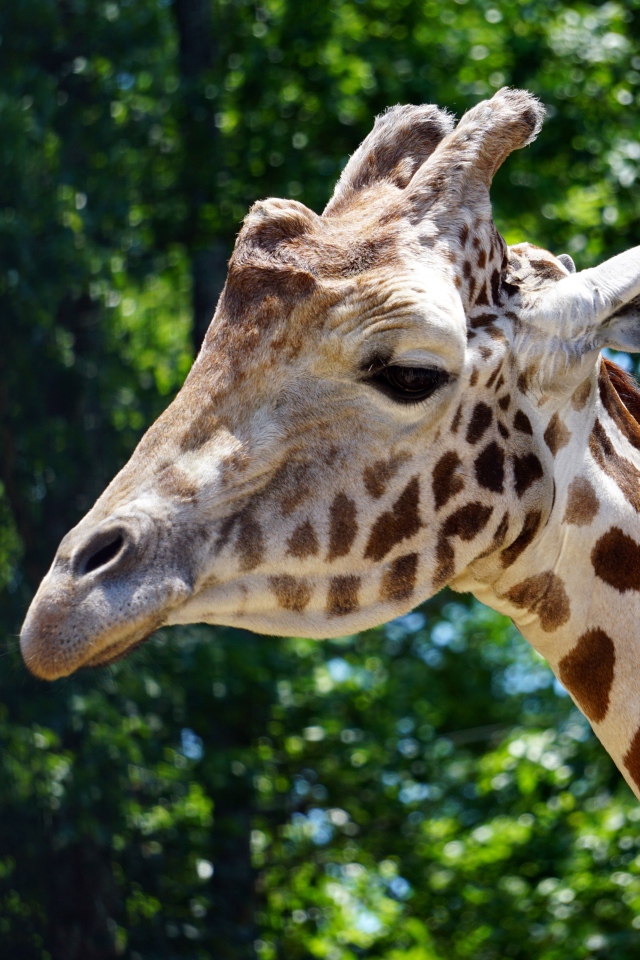 Голова большого пятнистого жирафа