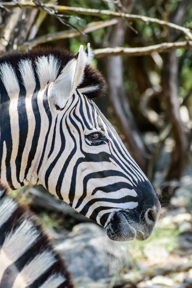 Голова полосатой зебры крупным планом 