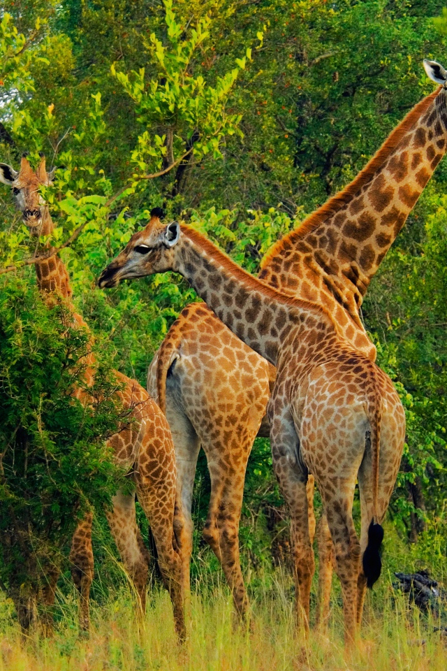 Большие жирафы срывают листву с деревьев 