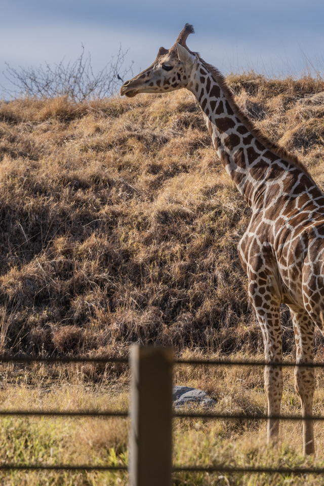 Большой пятнистый жираф на траве