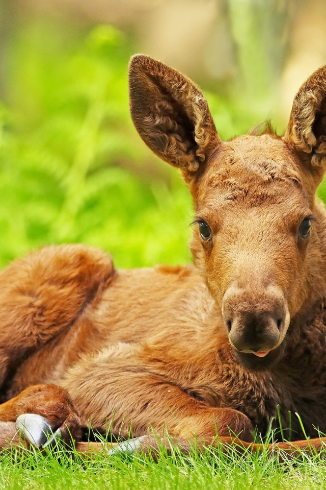 Маленький лосенок лежит на зеленой траве