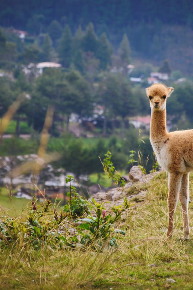 Маленькая викунья пасется на траве