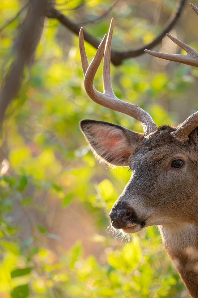 Олень с острыми рогами в лесу