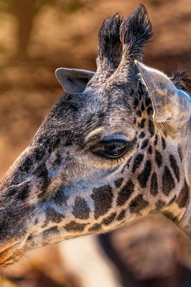 Голова пятнистого жирафа крупным планом