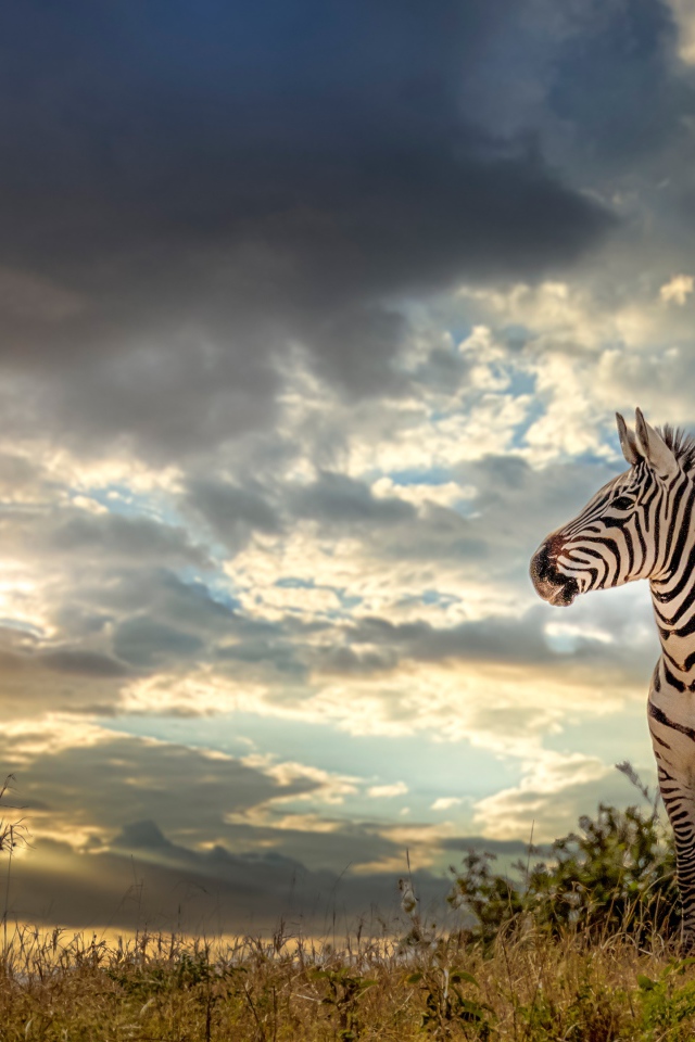 Полосатая зебра на фоне неба на закате