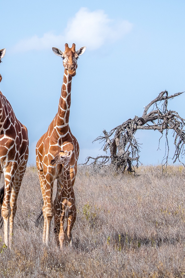 Два жирафа идут по сухой траве в саванне 