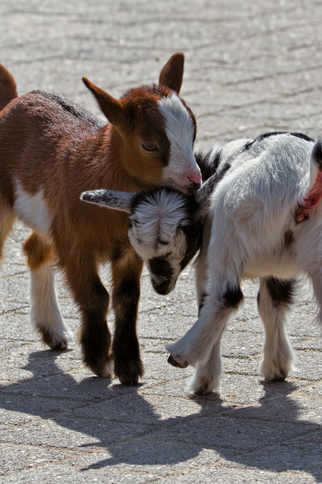 Два маленьких козленка играют