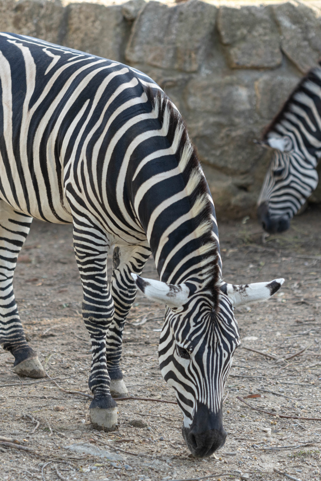 Две полосатые зебры в зоопарке
