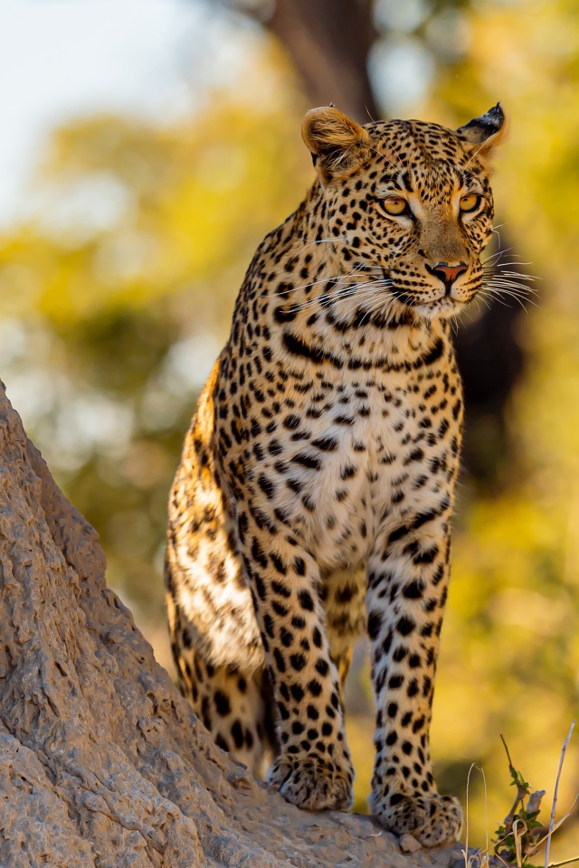 Большой леопард сидит у дерева в лучах солнца