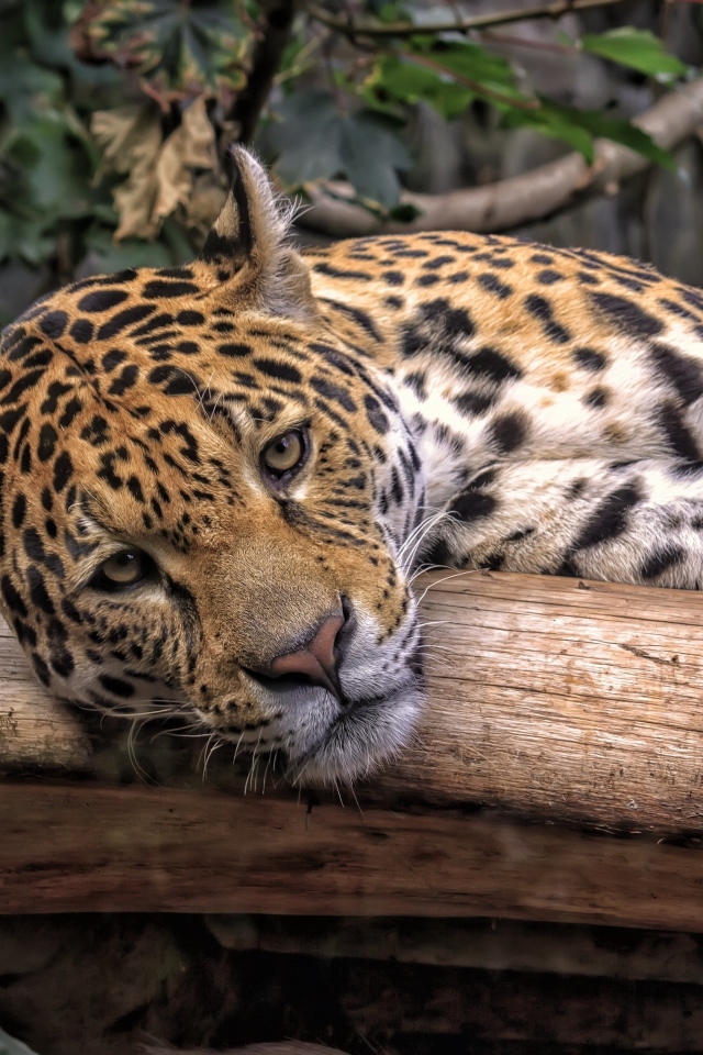 Большой пятнистый ягуар лежит на сухом дереве