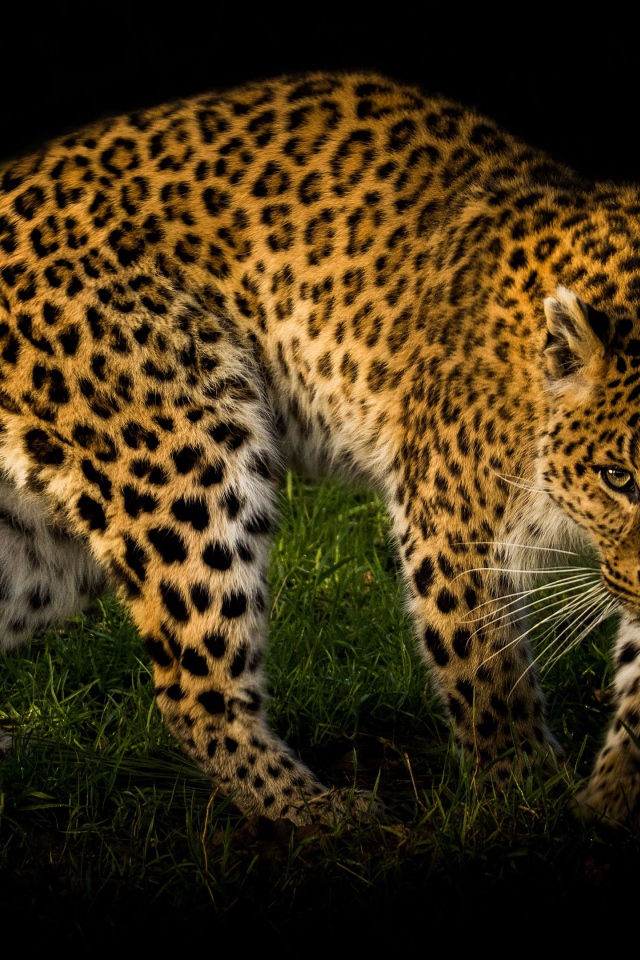 Большой пятнистый леопард идет по зеленой траве