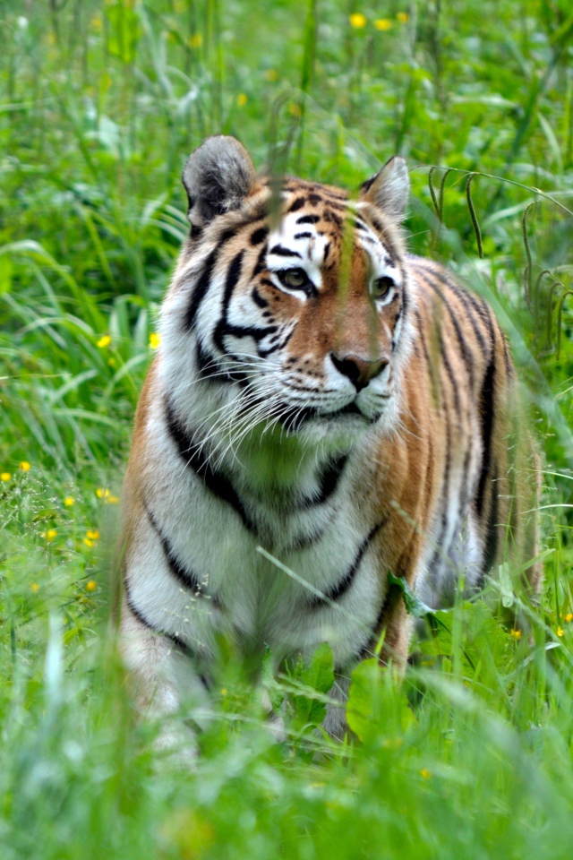 Большой полосатый бенгальский тигр идет по зеленой траве