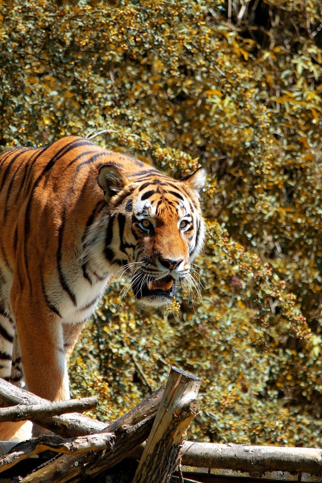 Большой полосатый тигр стоит на деревянном мосту