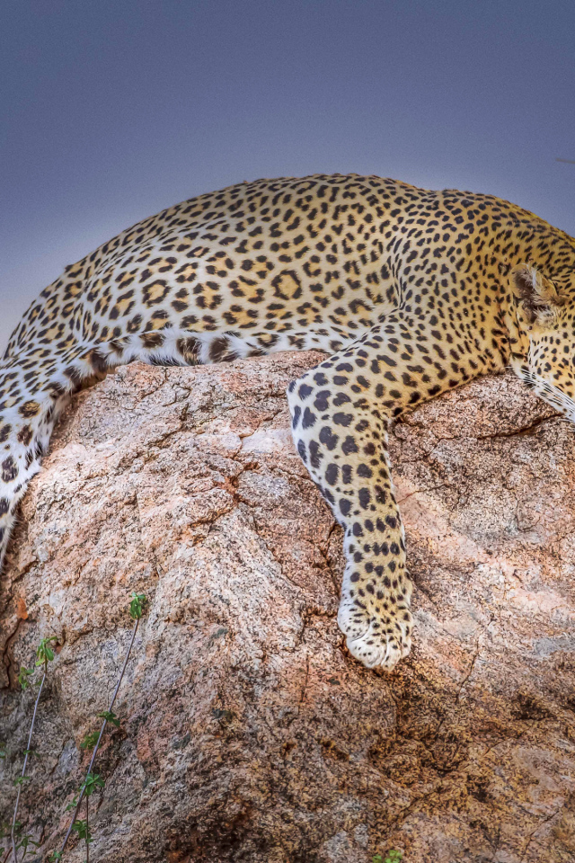 Уставший леопард лежит на камне на фоне луны 