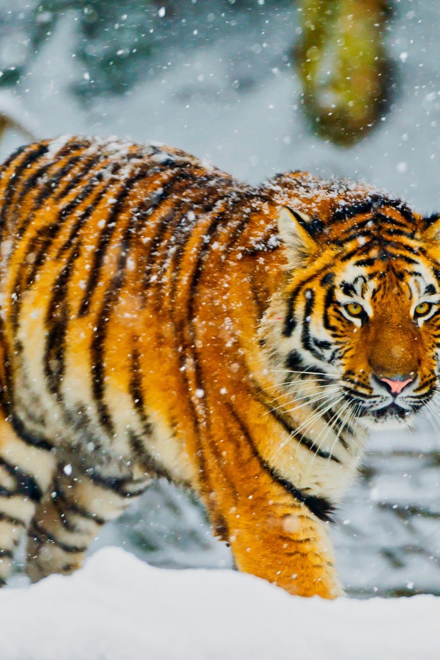 Большой амурский тигр идет по заснеженному лесу