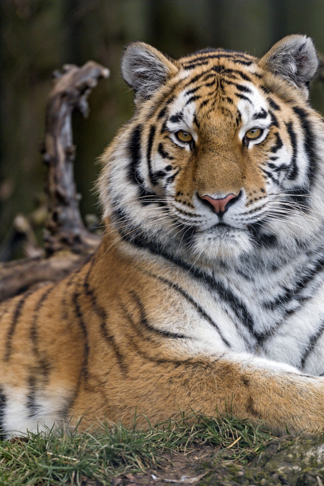 Большой бенгальский тигр лежит на траве в зоопарке