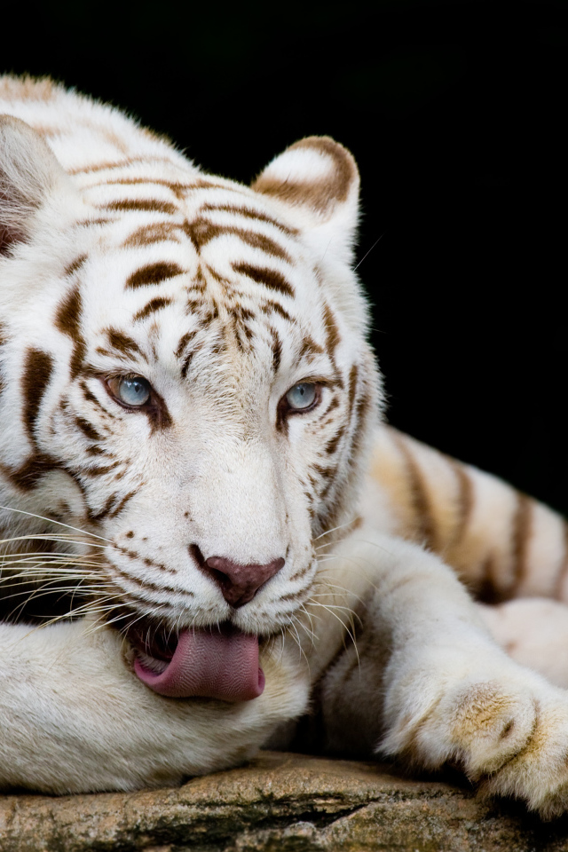 Большой белый голубоглазый бенгальский тигр