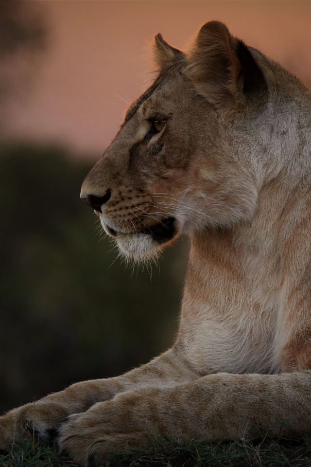 Большая красивая львица лежит на траве на закате 