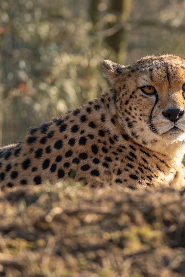 Большой гепард лежит на траве в лучах солнца