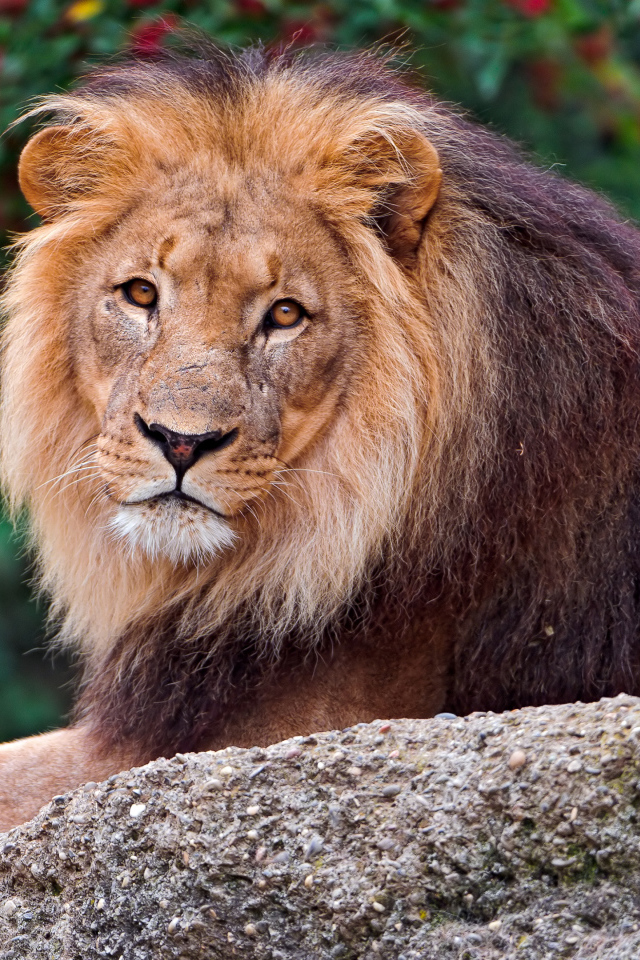 Большой лев лежит на камне в зоопарке 
