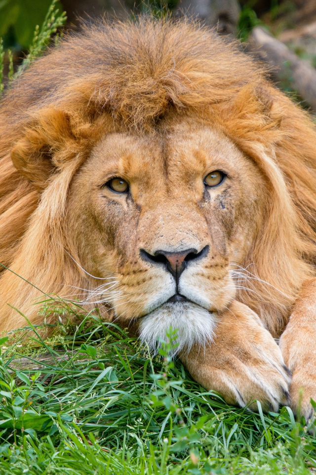 Большой лев лежит на зеленой траве 