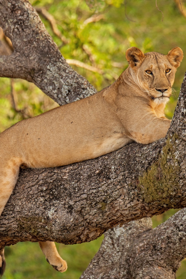 Большая львица лежит на ветке дерева 