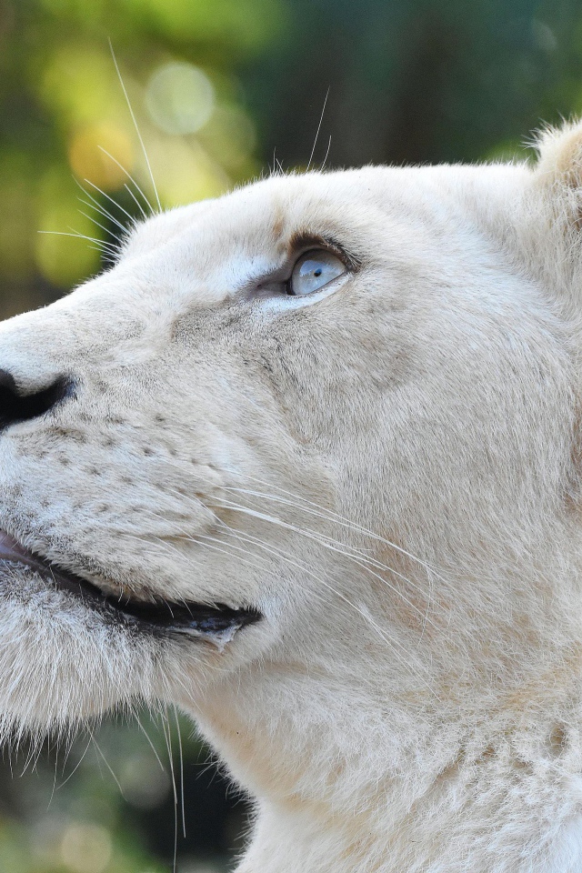 Большая львица с голубыми глазами смотрит вверх 