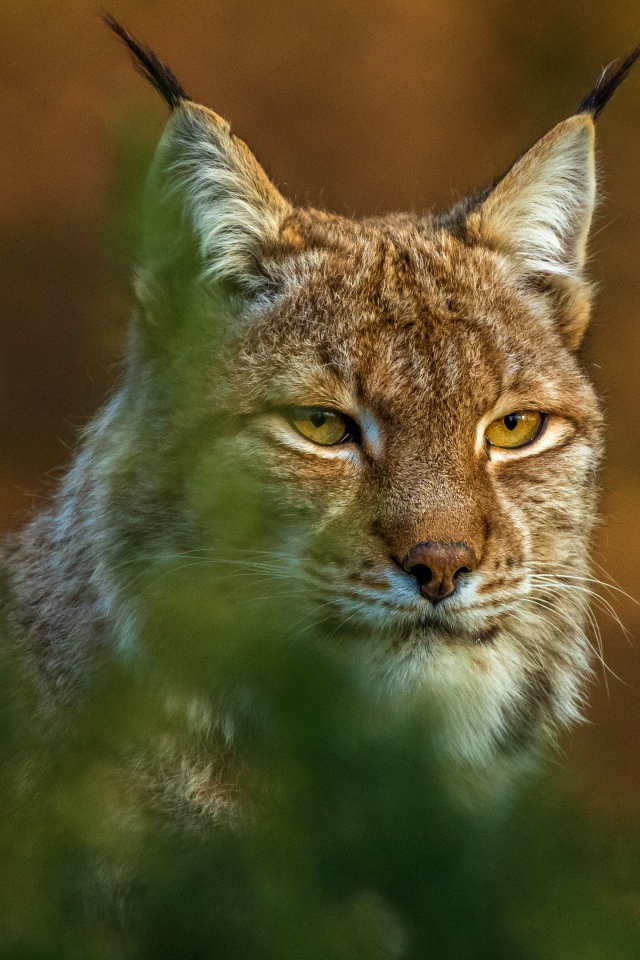 Большая рысь сидит в засаде