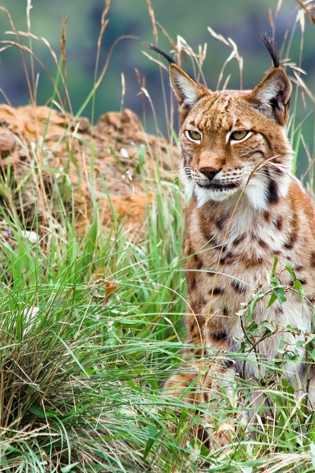 Большая рысь с кисточками на ушах сидит в траве