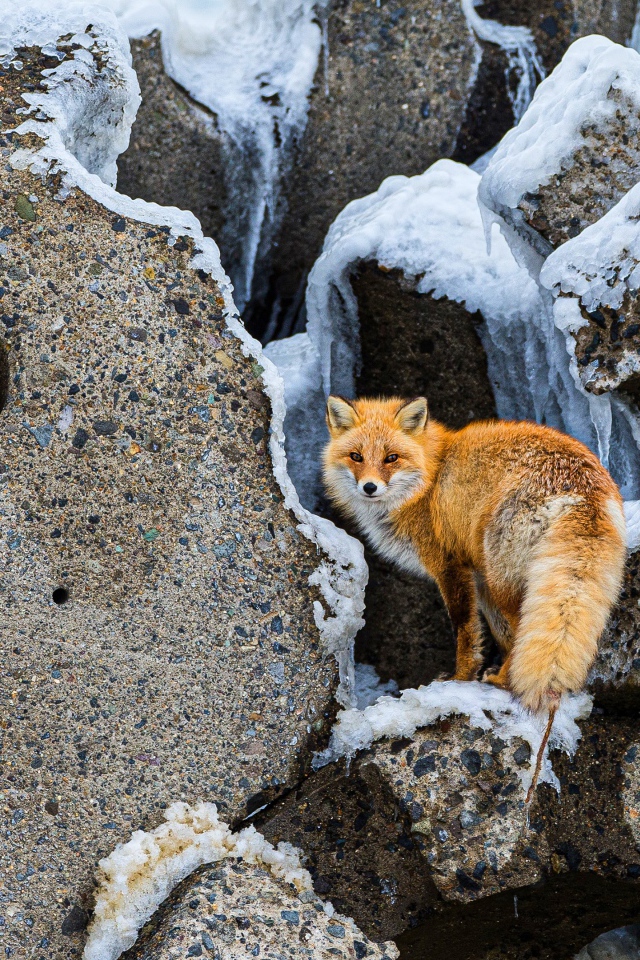 Большая рыжая лиса на камнях зимой