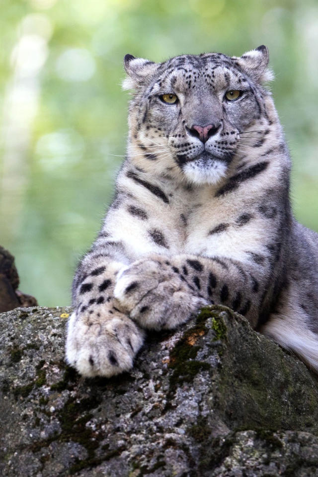 Большой снежный барс лежит на камне