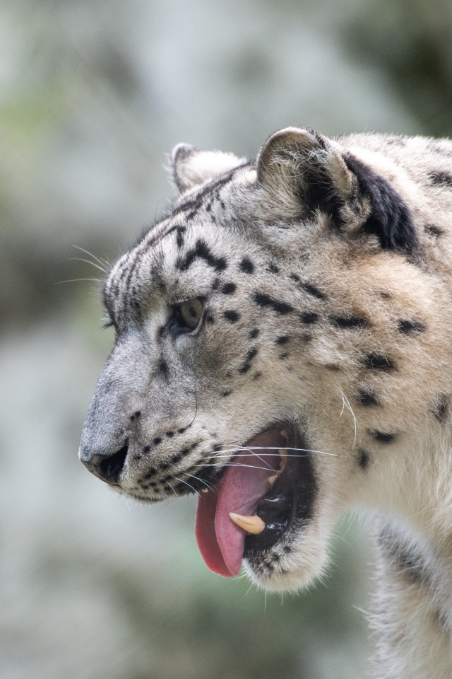 Большой снежный барс с высунутым языком