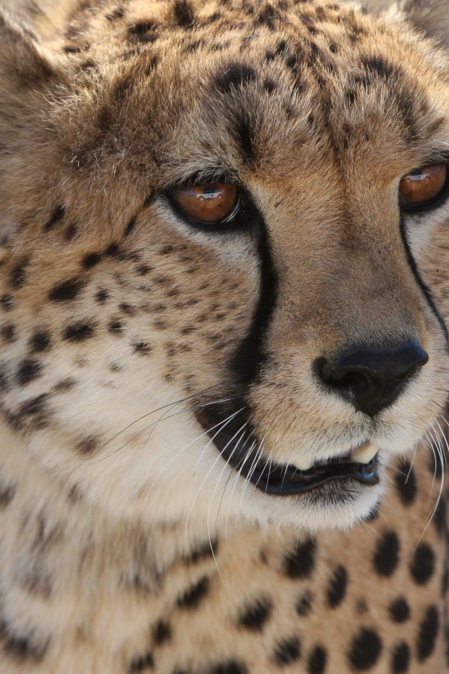 Большой пятнистый гепард крупным планом
