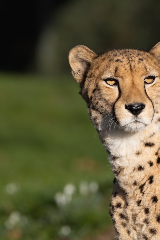 Большой пятнистый гепард в лучах солнца 