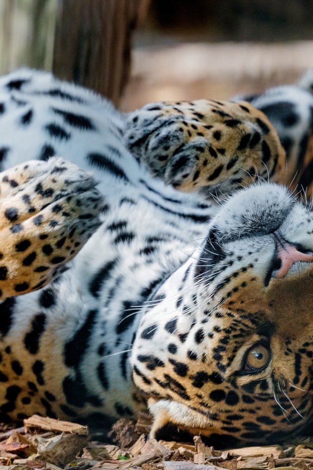 Большой пятнистый ягуар лежит на земле 