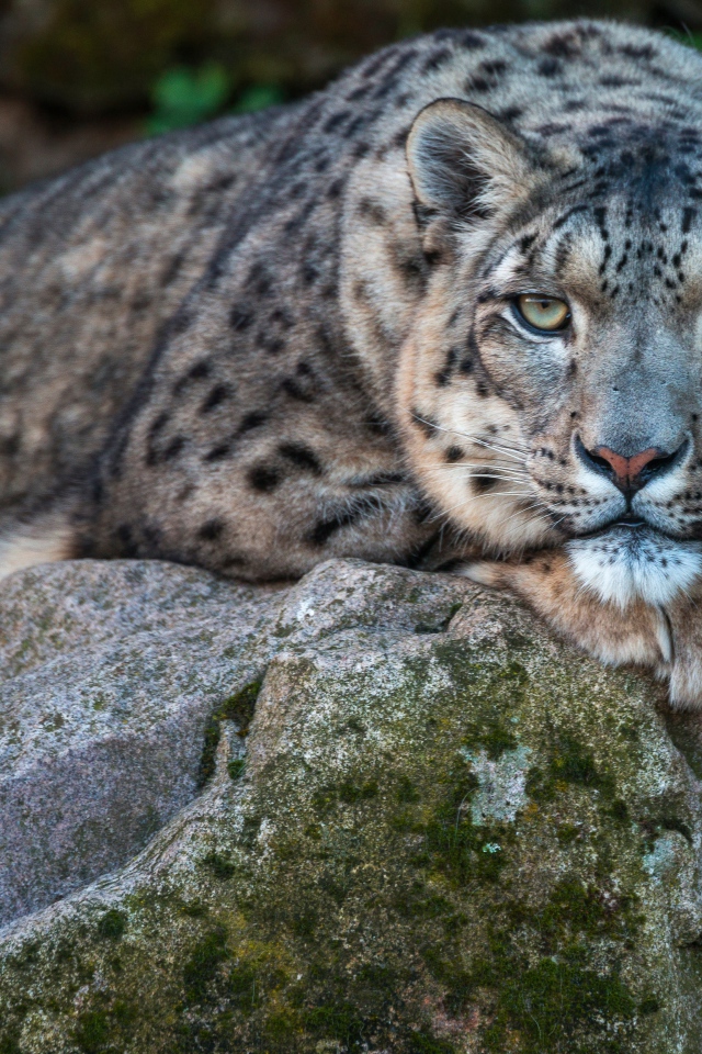 Большой пятнистый барс лежит на камне