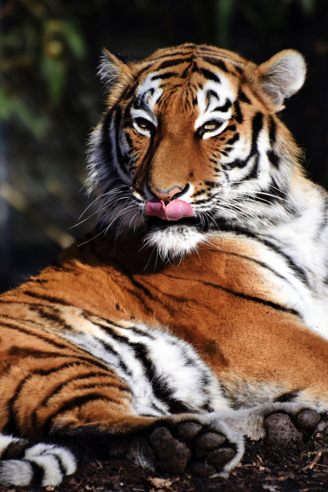 Большой полосатый тигр облизывает морду