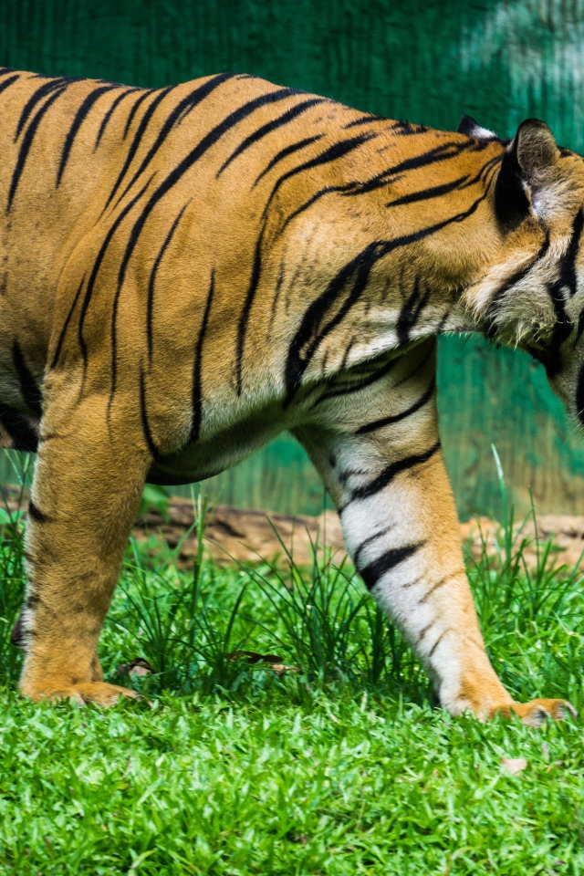 Большой полосатый тигр идет по зеленой траве 