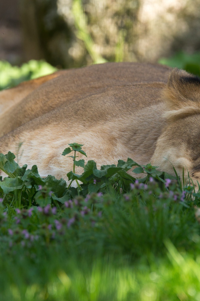 Большая уставшая  львица лежит на зеленой траве