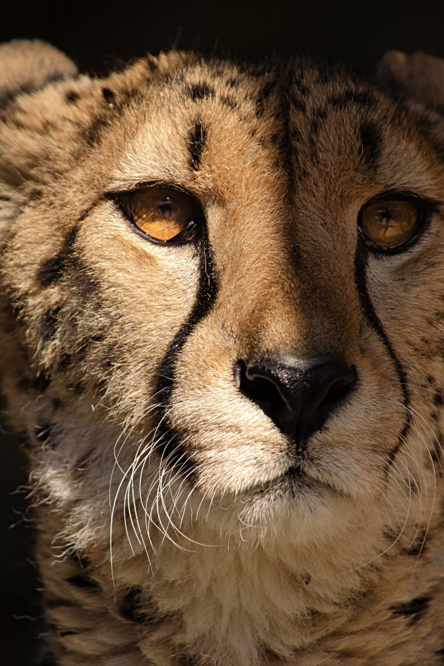 Морда гепарда крупным планом на черном фоне 