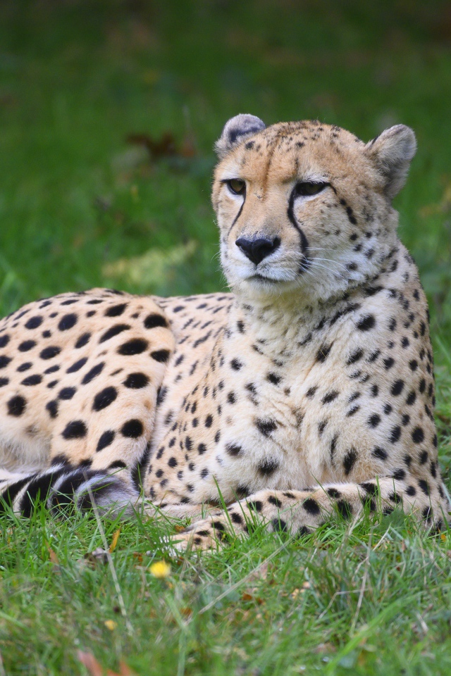 Гепард лежит на зеленой траве 