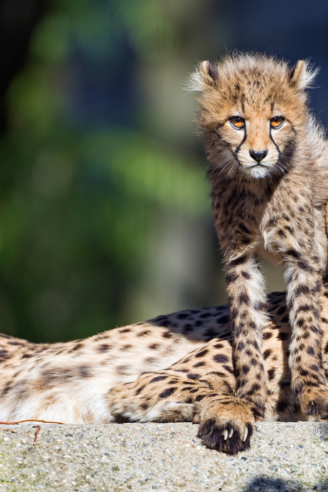 Гепард с детенышем лежат на камне 