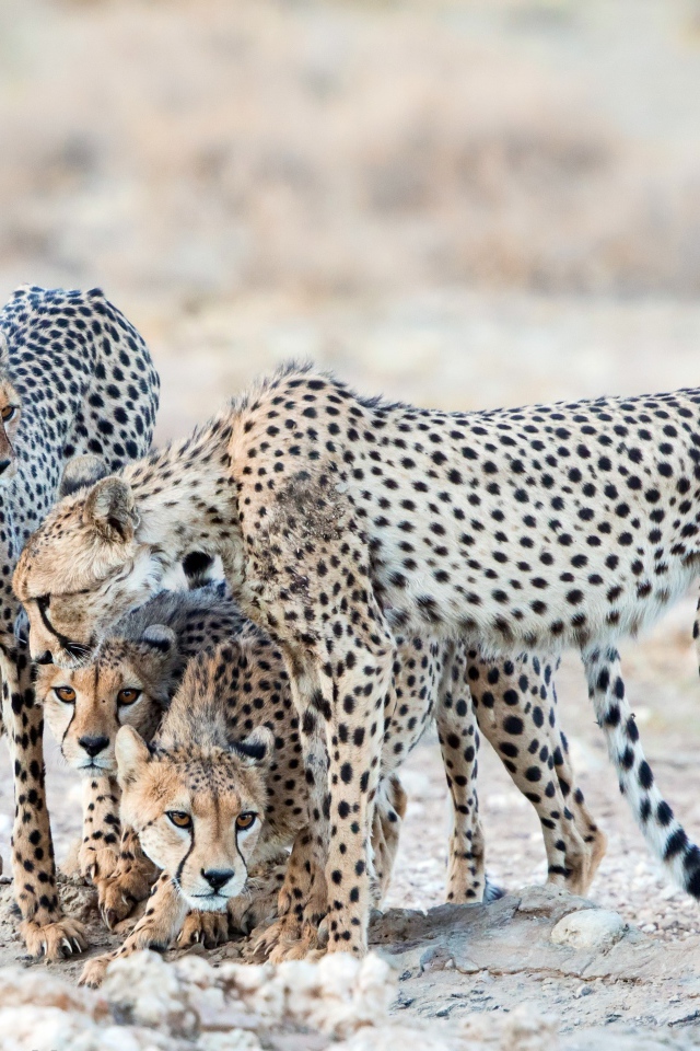 Гепарды охраняют детенышей 