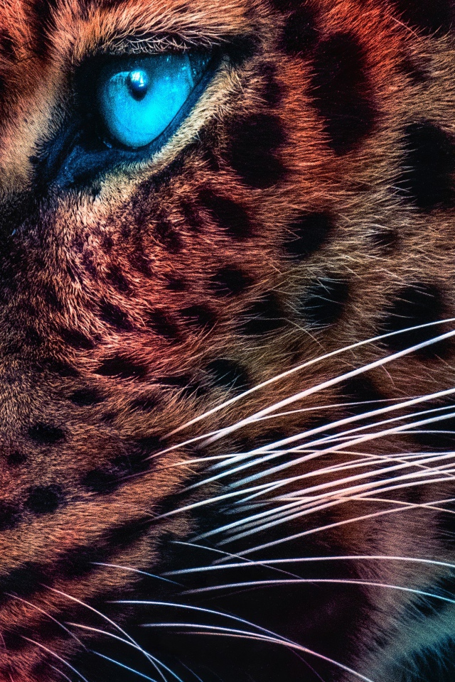 Морда голубоглазого леопарда крупным планом