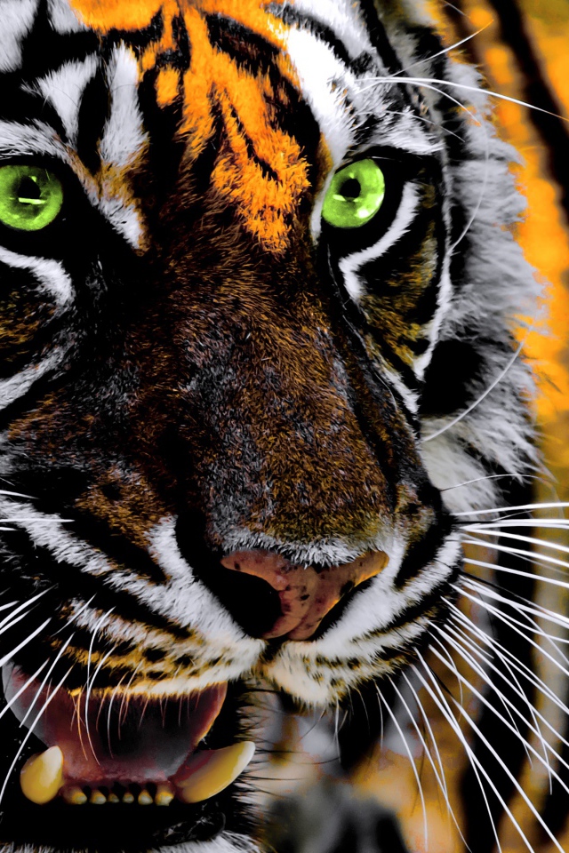 Зеленоглазый полосатый тигр с открытой пастью крупным планом