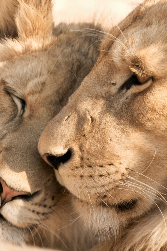 Влюбленные лев и львица крупным планом