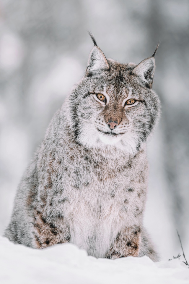 Серая рысь сидит на снегу 
