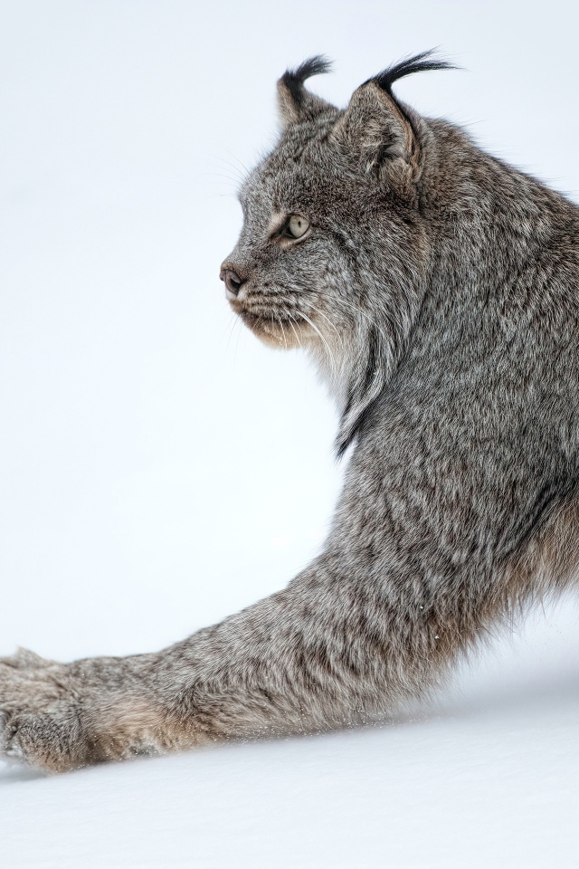 Большая хищная рысь на белом снегу