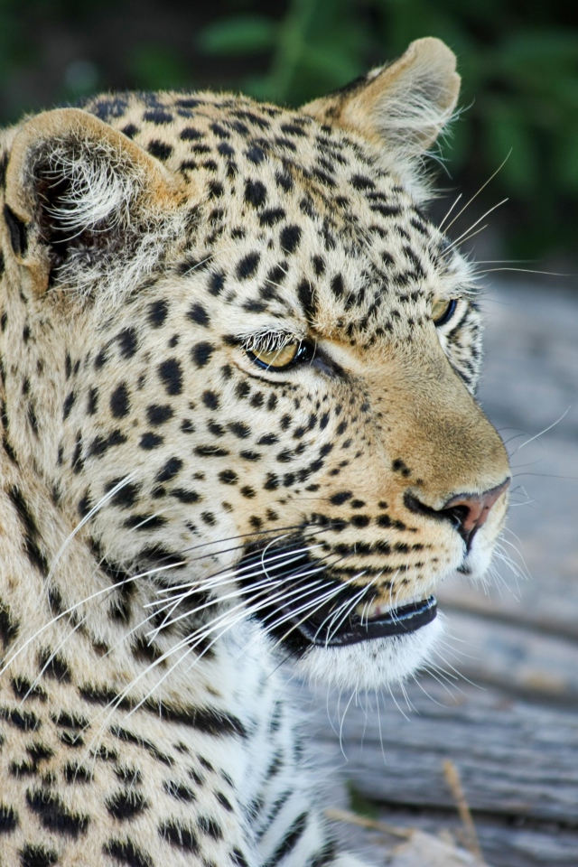 Большой пятнистый леопард отдыхает на земле 