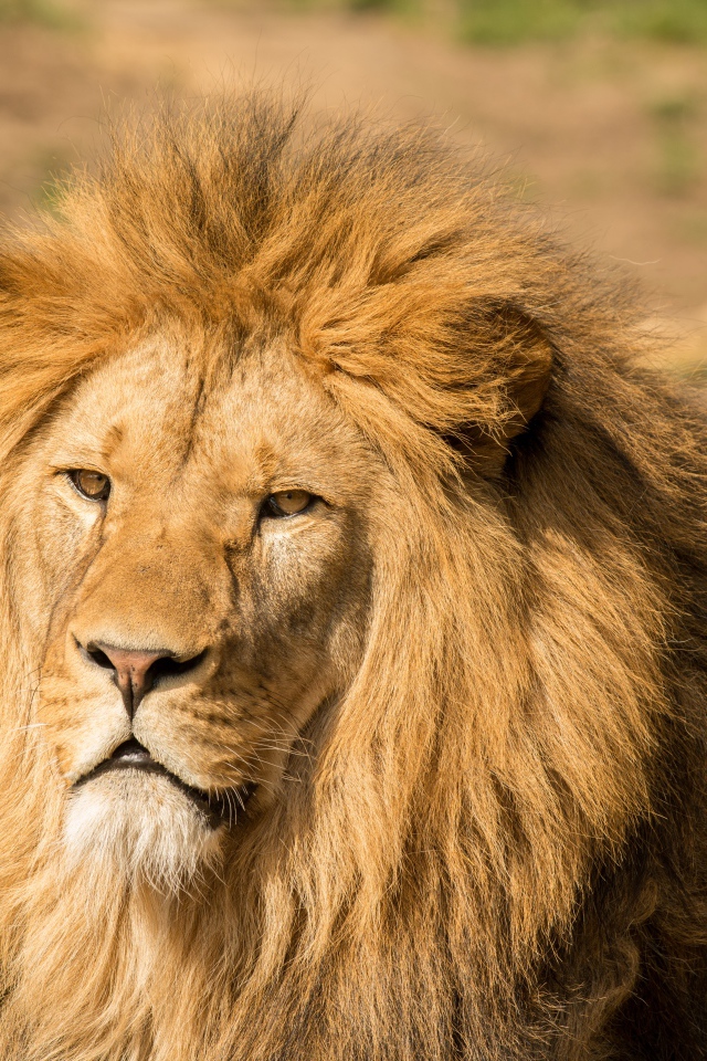 Морда льва с пышной гривой
